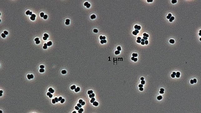 El microbio hallado en las salas blancas de naves espaciales
