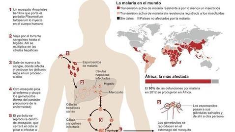 célula del parásito de la malaria