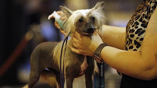 Imagen de archivo de una peluquería para perros en Madrid
