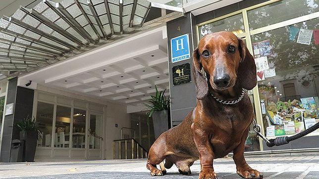 Imagen de archivo de un perro en la entrada de un hotel