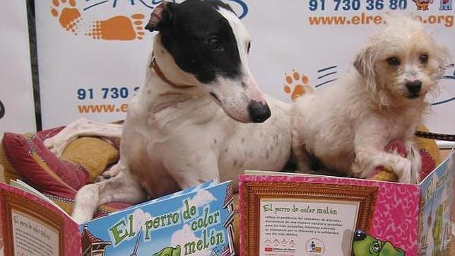 Imagen de archivo de dos perros con libros