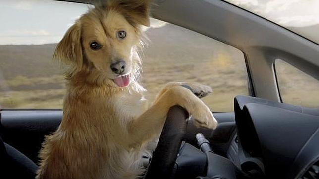 Planes con tu perro en Madrid