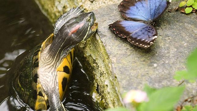 De mascota exótica a especie invasora