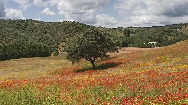 La zona de Hornachuelos, en Sierra Morena