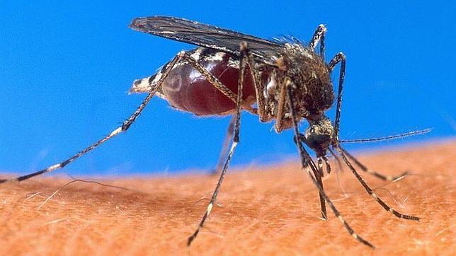 Expertos avisan del aumento de los casos de malaria importada