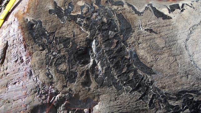 Hallan en Chile medio centenar de dinosaurios sepultados por las rocas de un glaciar