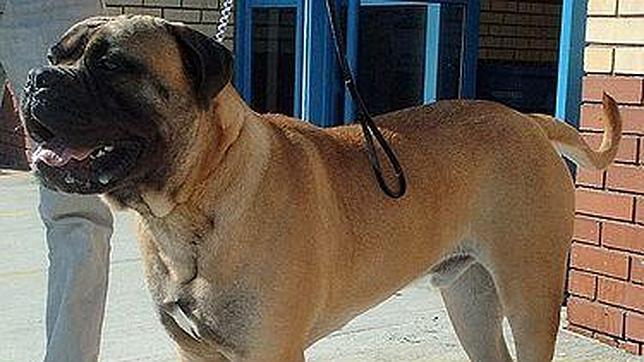 Encarcelan a dos mujeres después de que su perro matara e intentara comerse a un vecino en Inglaterra