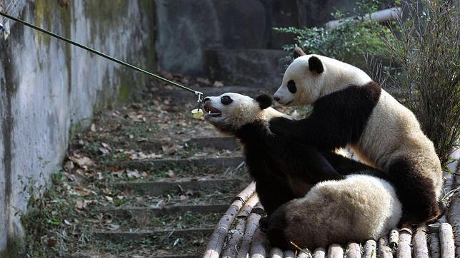 Mundial de Fútbol Brasil 2014: Varios pandas sustituirán al oráculo octópodo «Paul»