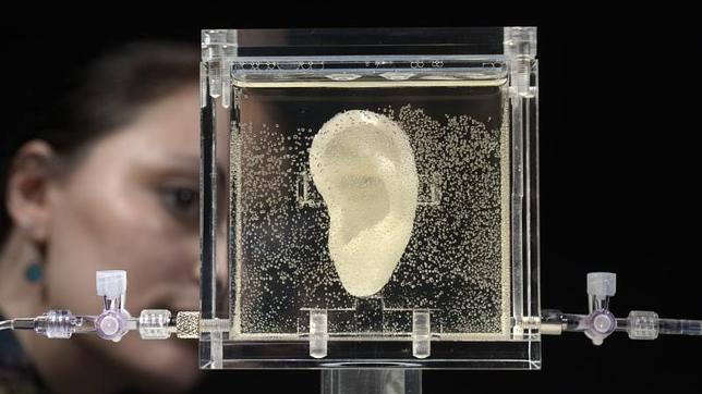Reconstruyen la oreja de Van Gogh a partir de las células de un descendiente