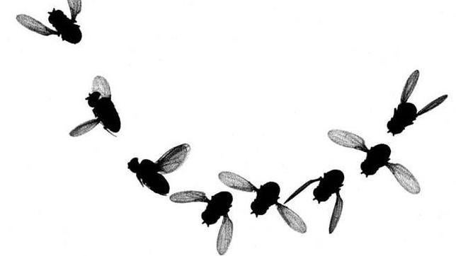 La mosca de la fruta vuela como un avión de combate
