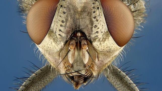 Una mosca, vista con un microscopio