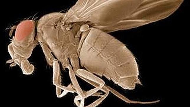 Las moscas pueden contar hasta cuatro