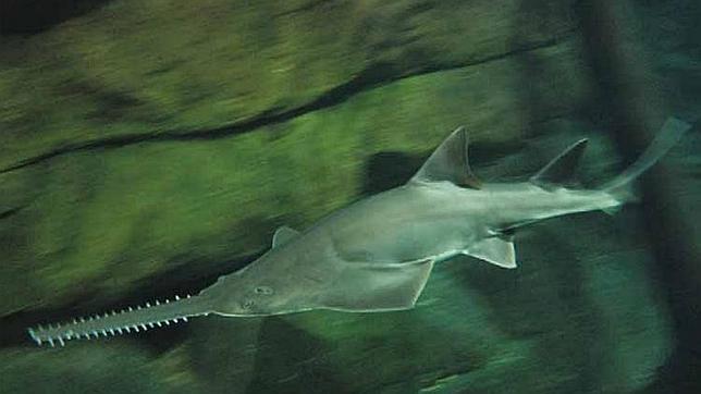 Pez sierra: surge una estrategia global para evitar su extinción