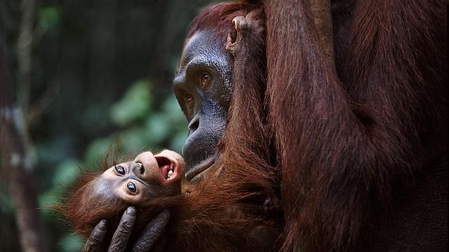 Preciosas fotografías de animales salvajes se reúnen en El Retiro de Madrid