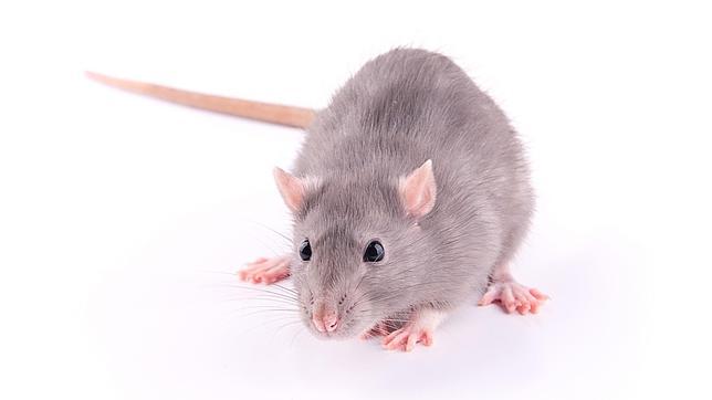 Hasta las ratas se arrepienten de sus errores