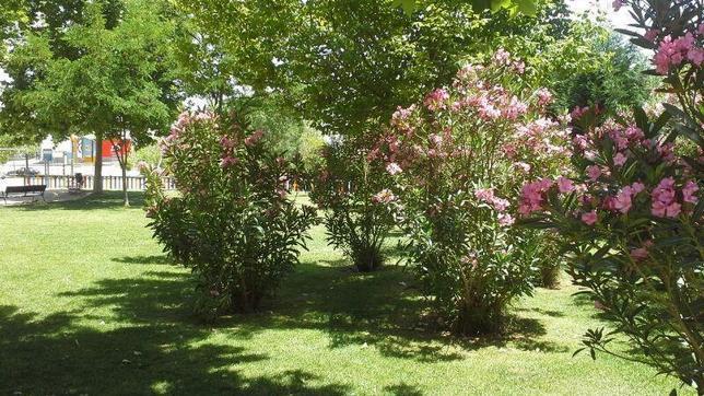 Una niña de siete años, intoxicada por una planta venenosa en un parque de Alcalá