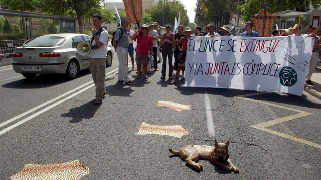 Muere atropellada una hembra de lince ibérico en una carretera de Córdoba