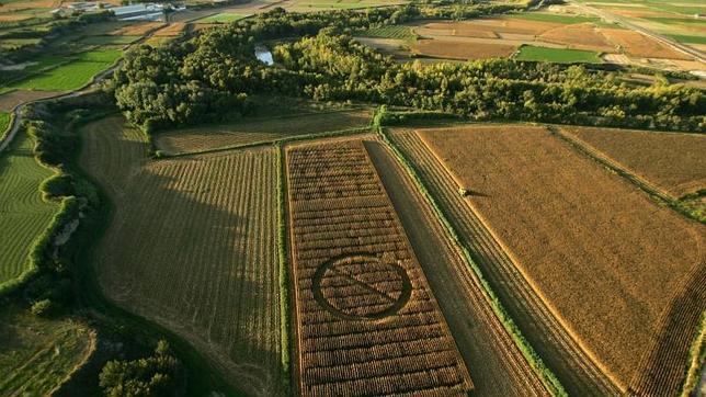 La UE da libertad a los Estados para vetar el cultivo de transgénicos