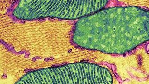 Un viejo fármaco fomenta el 'diálogo neuronal' en un modelo de autismo