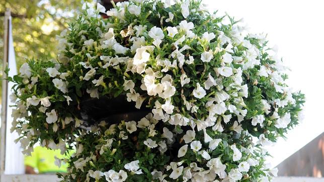 El blanco es el tono elegido para las flores que engalanarán Madrid