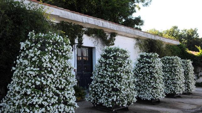Pirámides de flor como las que lucirán por las calles del centro de la capital