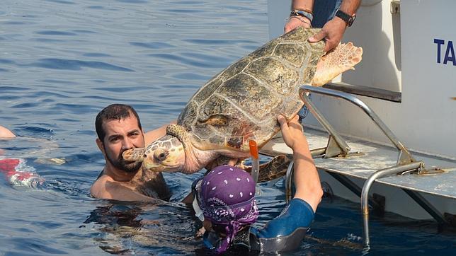 Liberan en Valencia a una tortuga boba hallada herida en Formentera