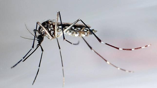 Chikungunya, la enfermedad de nombre extraño que causa alerta en centroamérica