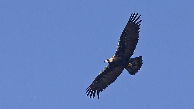 Imagen de un águila imperial sobrevolando Monfragüe