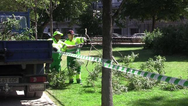 «El árbol de El Retiro estaba cuidado y había sido podado el año pasado»