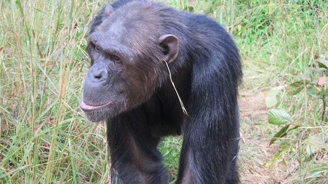 ¿Por qué se ponen «pendiente» estos chimpancés?
