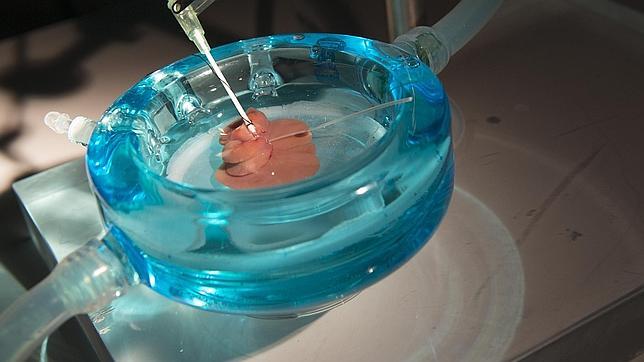 Una técnica prolonga el tiempo de conservación de hígados para su trasplante