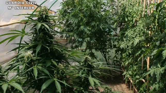 Tenía tanta marihuana en casa que la Guardia Civil la olió desde la calle