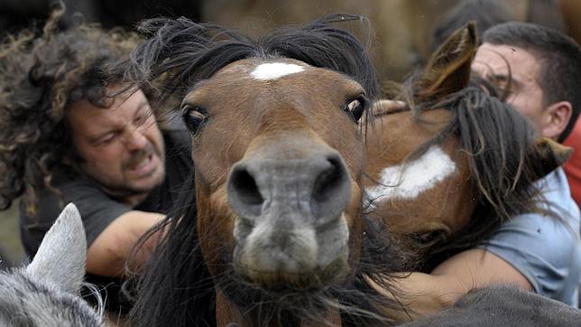 La «Rapa das Bestas» triunfa en internet