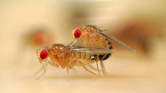 Lo que pasa por la cabeza de ellas durante el cortejo y el sexo