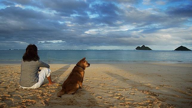Un perro es «mucho más importante» que un amigo para uno de cada tres españoles