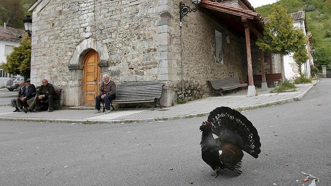 Urogallos mansos: síntoma de la grave situación que atraviesa la especie
