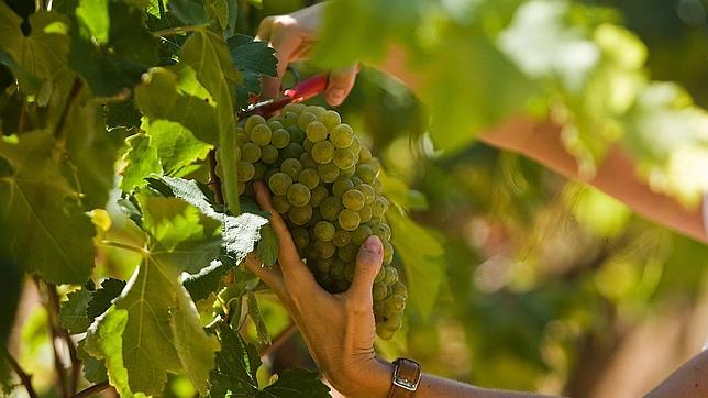 Vendimia en Sant Sadurní d'Anoia (Barcelona)