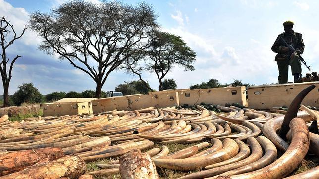 Los cinco animales más cazados por sus cuernos, pieles y escamas