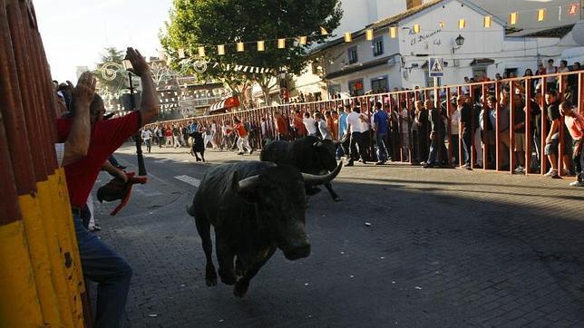 Los toros corren por las calles de Arganda del Rey