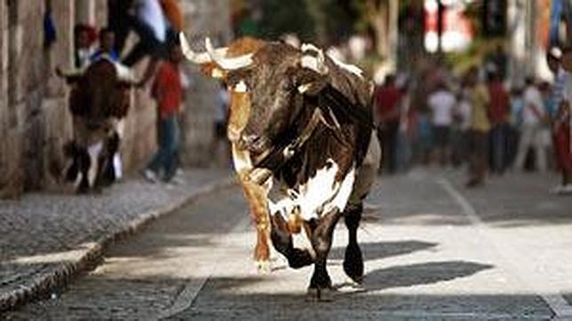 Dos de los astados que recorren las calles de Chinchón