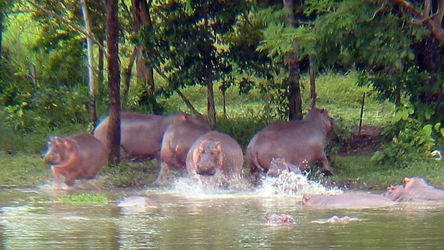 Cincuenta hipopótamos ponen en jaque al departamento de Antioquia (Colombia)