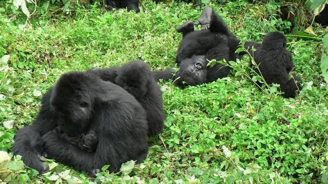 Los gorilas salvajes también se comunican por el olor