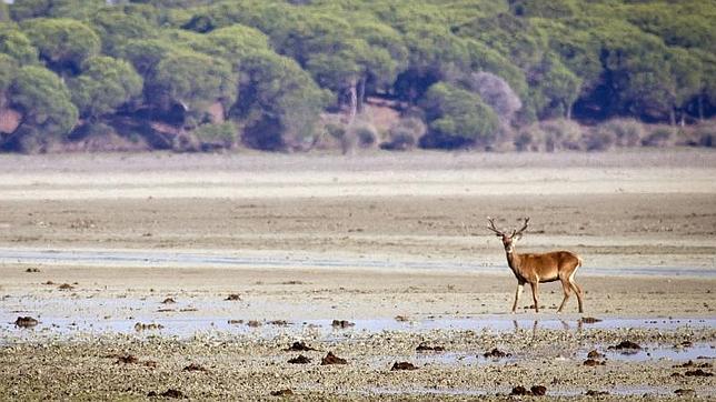 Andalucía paraliza el almacén de gas de Doñana hasta disponer de nuevos estudios, según WWF