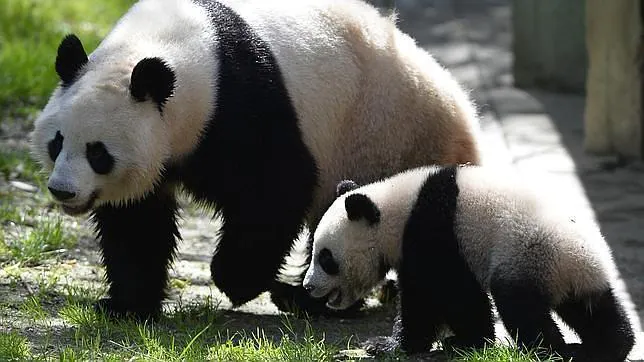 ¿Cómo sobreviven los osos panda a base de bambú?
