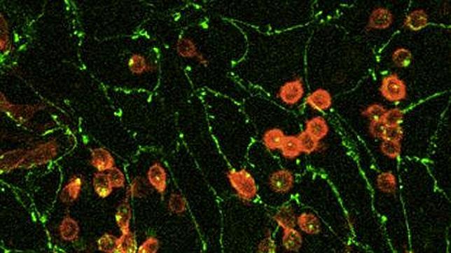 La 'receta' genética para convertir células madre en sangre
