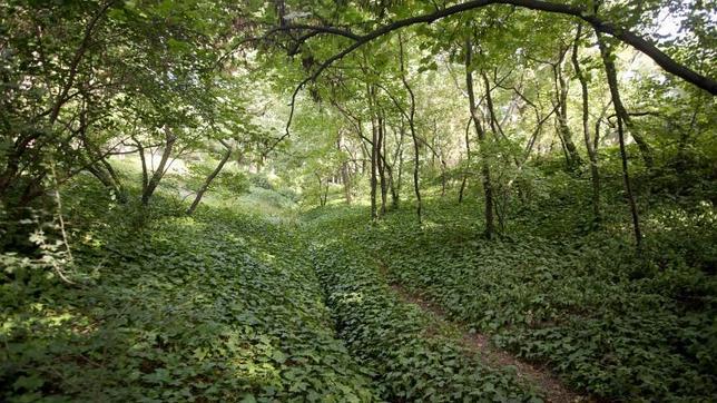 El Parque del Capricho