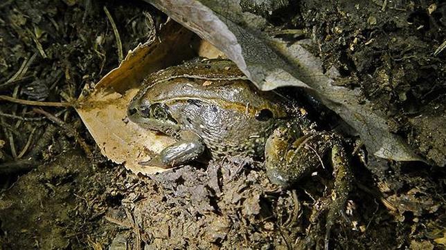 Las ranas que pasan seis meses congeladas y luego vuelven a la vida