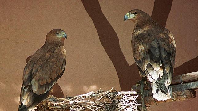 El 13% de las aves del planeta está a punto de desaparecer