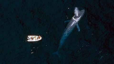 ¿Por qué chocan las ballenas con los barcos en California?