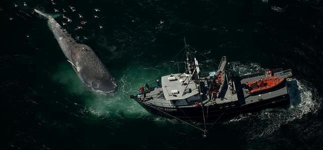 ¿Por qué chocan las ballenas con los barcos en California?
